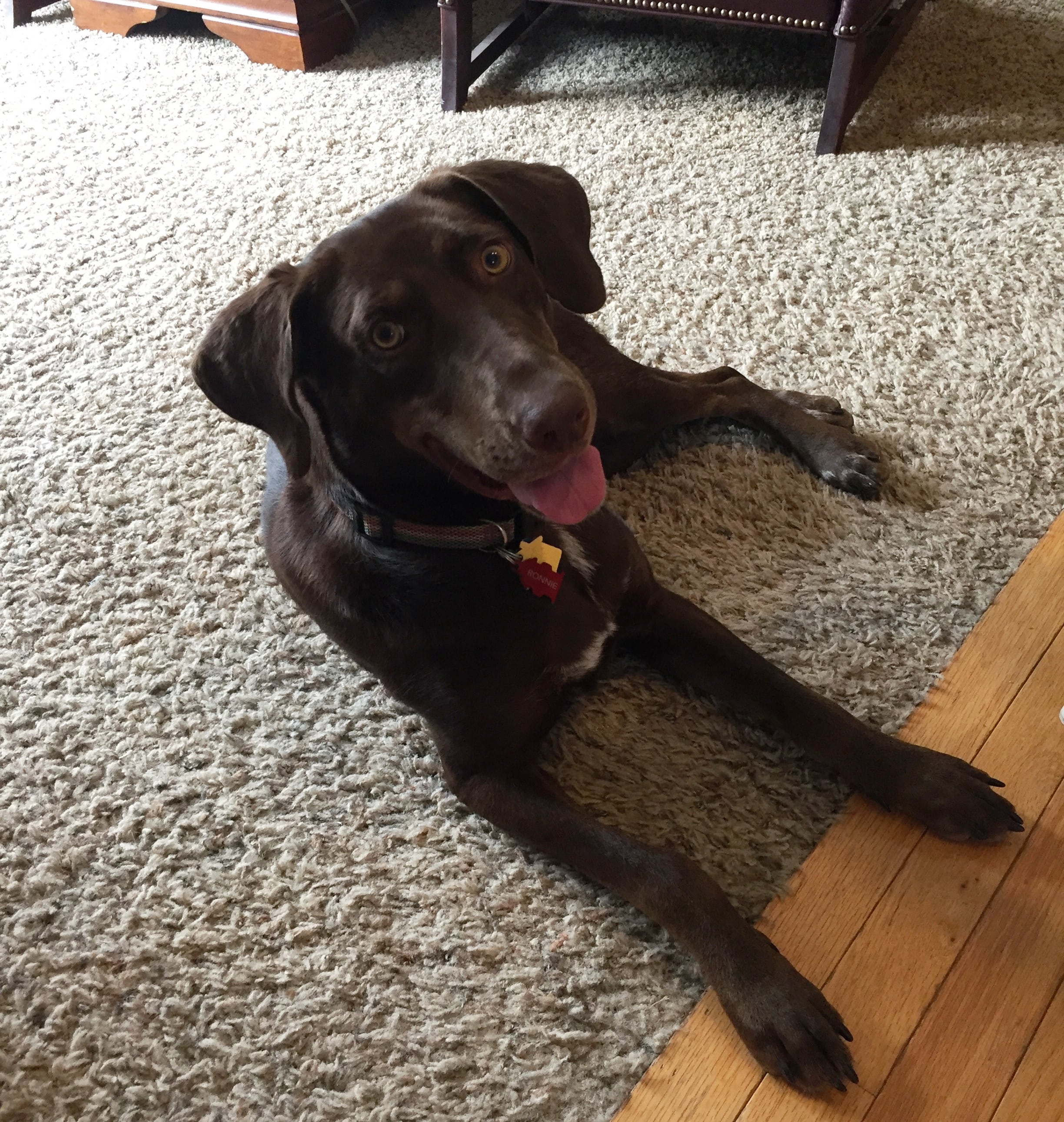 Cincinnati Lab Rescue - a60ou1r