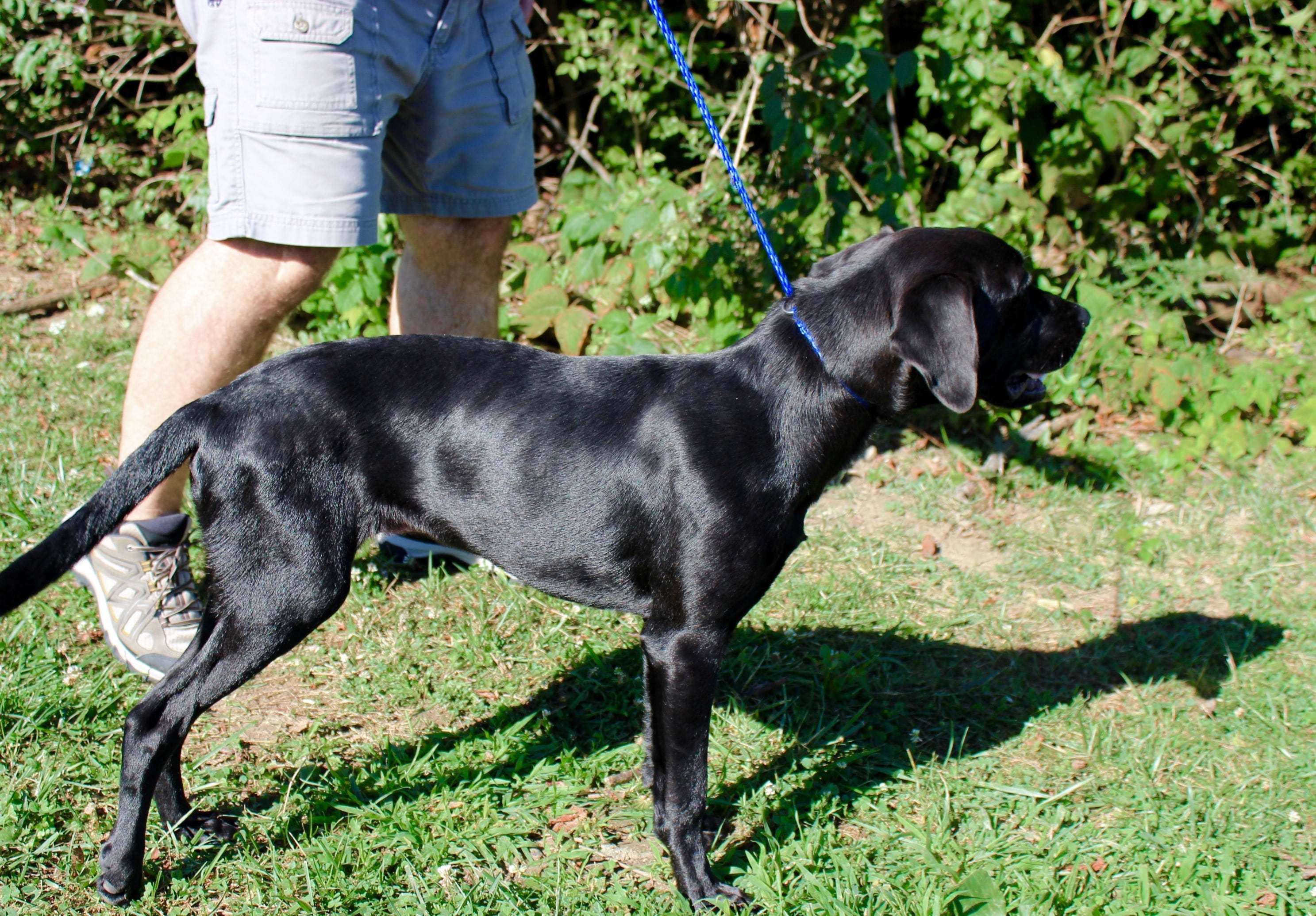 Cincinnati Lab Rescue - zpz4cxd