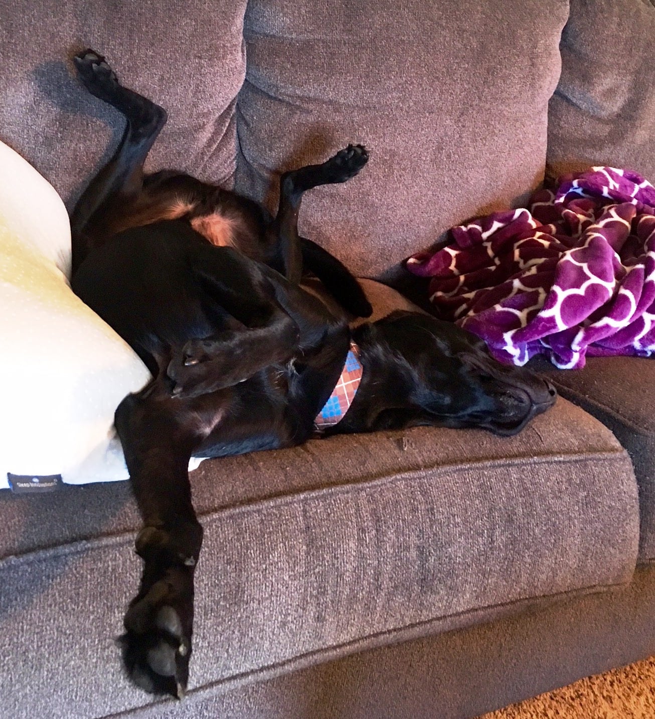 jax at foster Cincinnati Lab Rescue