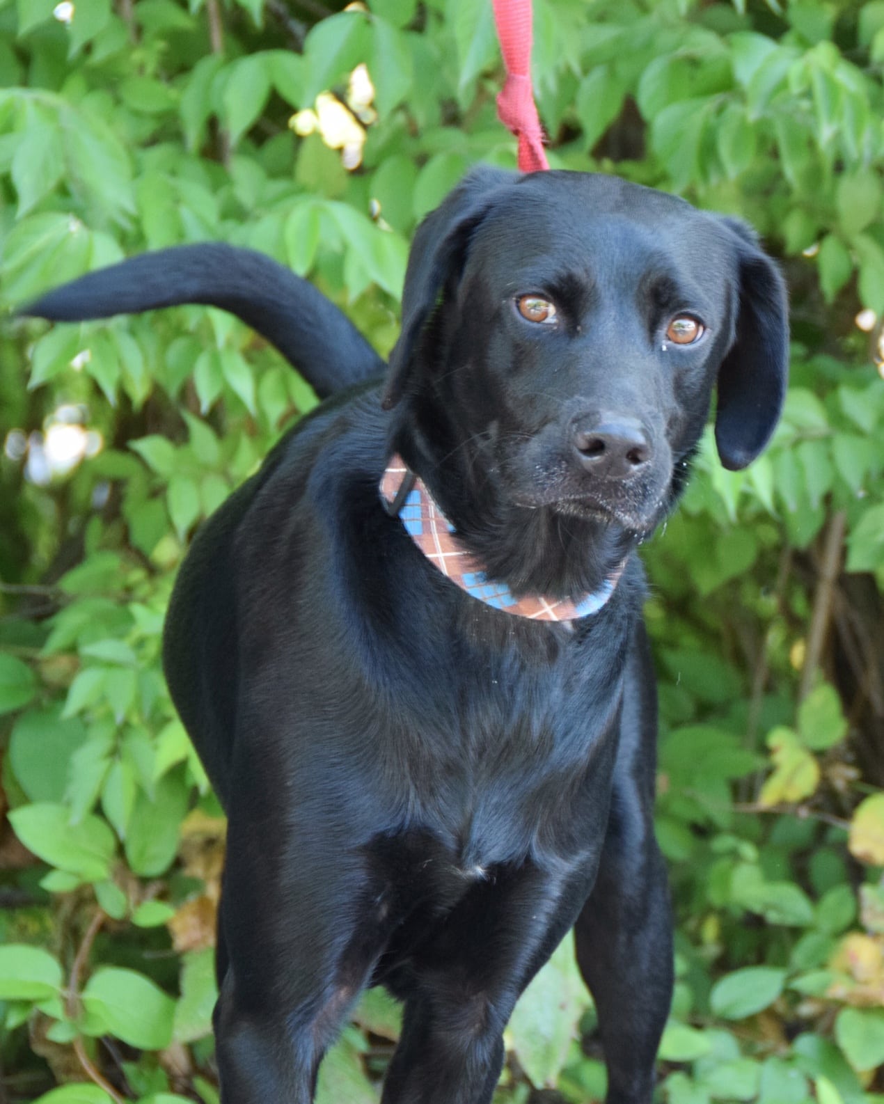 Jax ADOPTED Cincinnati Lab Rescue
