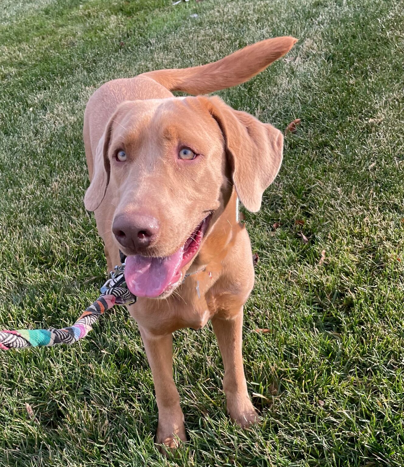 Olive Adopted Cincinnati Lab Rescue